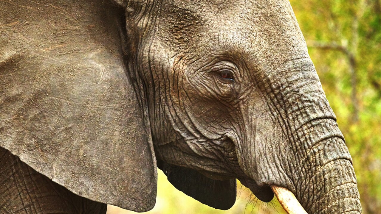 If elephants could talk