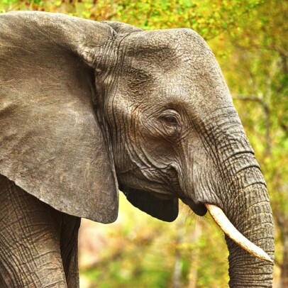 If elephants could talk