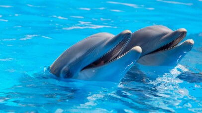 If dolphins could talk