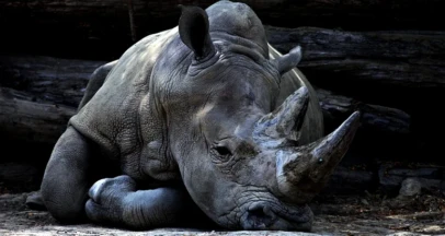 Chinese Medicine Exposing the Myths: Navigating the Modern World's Impact on Wildlife and Endangered Species