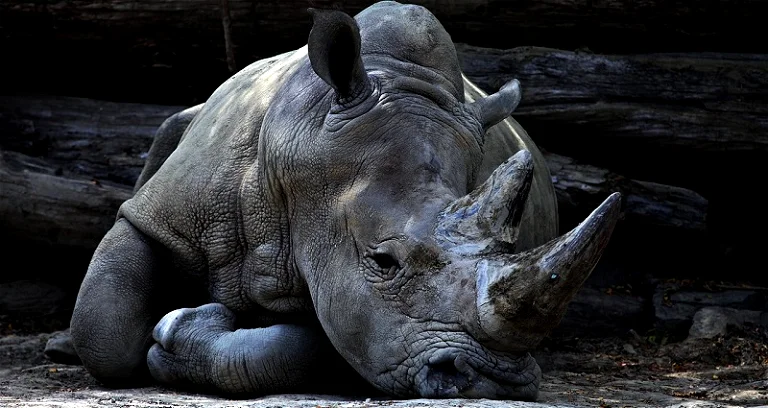 Chinese Medicine Exposing the Myths: Navigating the Modern World's Impact on Wildlife and Endangered Species