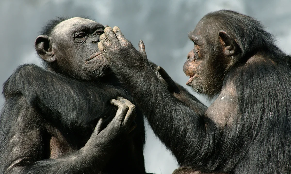 If chimps could talk