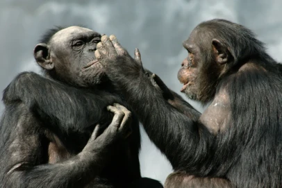 If chimps could talk