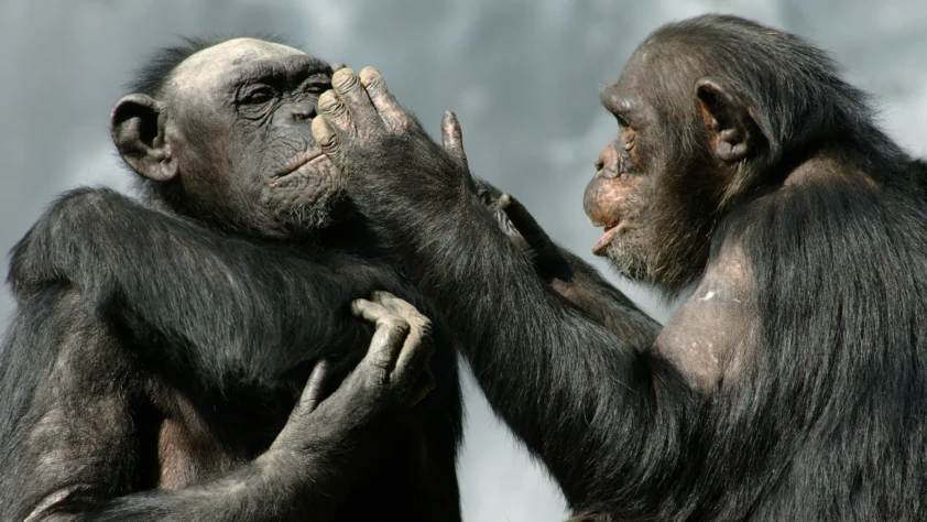 If chimps could talk