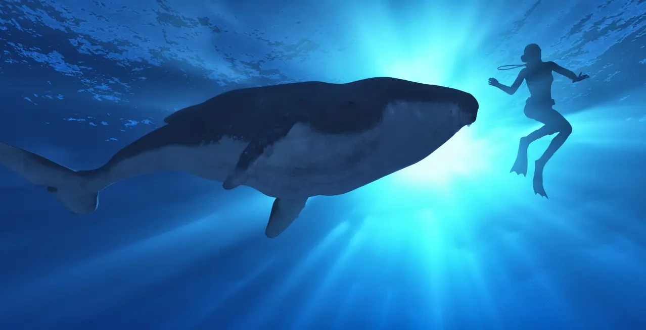 If Humpback Whales Could Talk