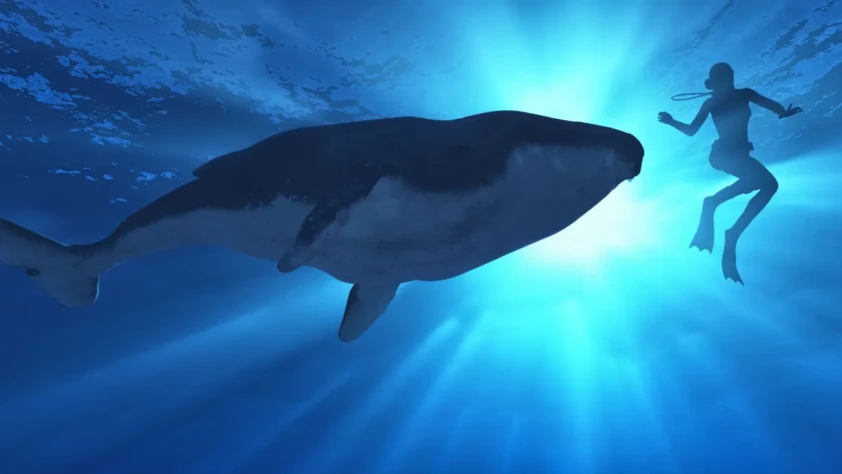 If Humpback Whales Could Talk