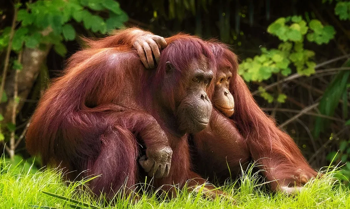 If Orangutans Could Talk