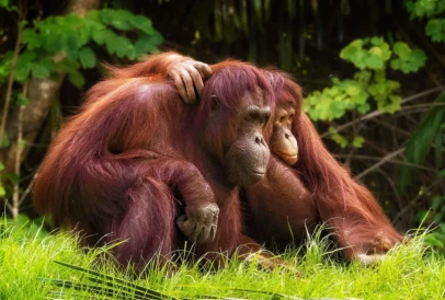 If Orangutans Could Talk