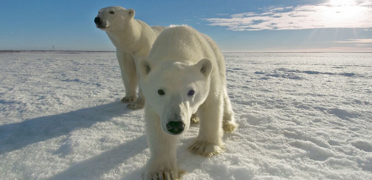If polar bears could talk