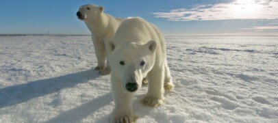 If polar bears could talk