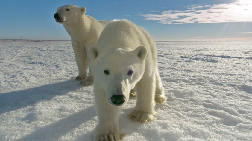 If polar bears could talk