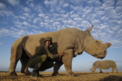 If Rhino's could talk, what would they say?