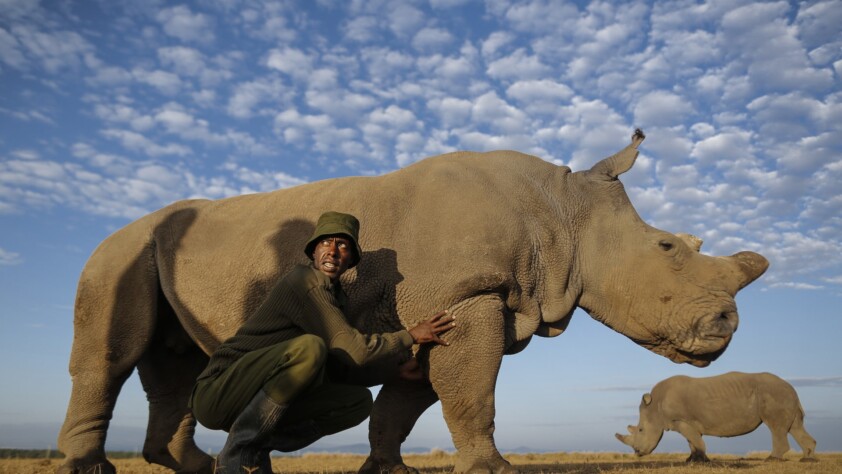If Rhino's could talk, what would they say?