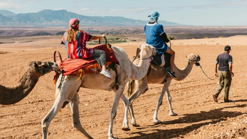 Camels - Animal Tourism