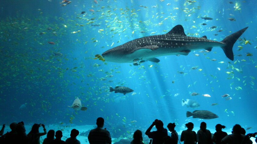 Male_whale_shark_at_Georgia_Aquarium