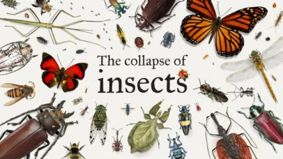 The collapse of insects the effects of global warming on insect populations around the world