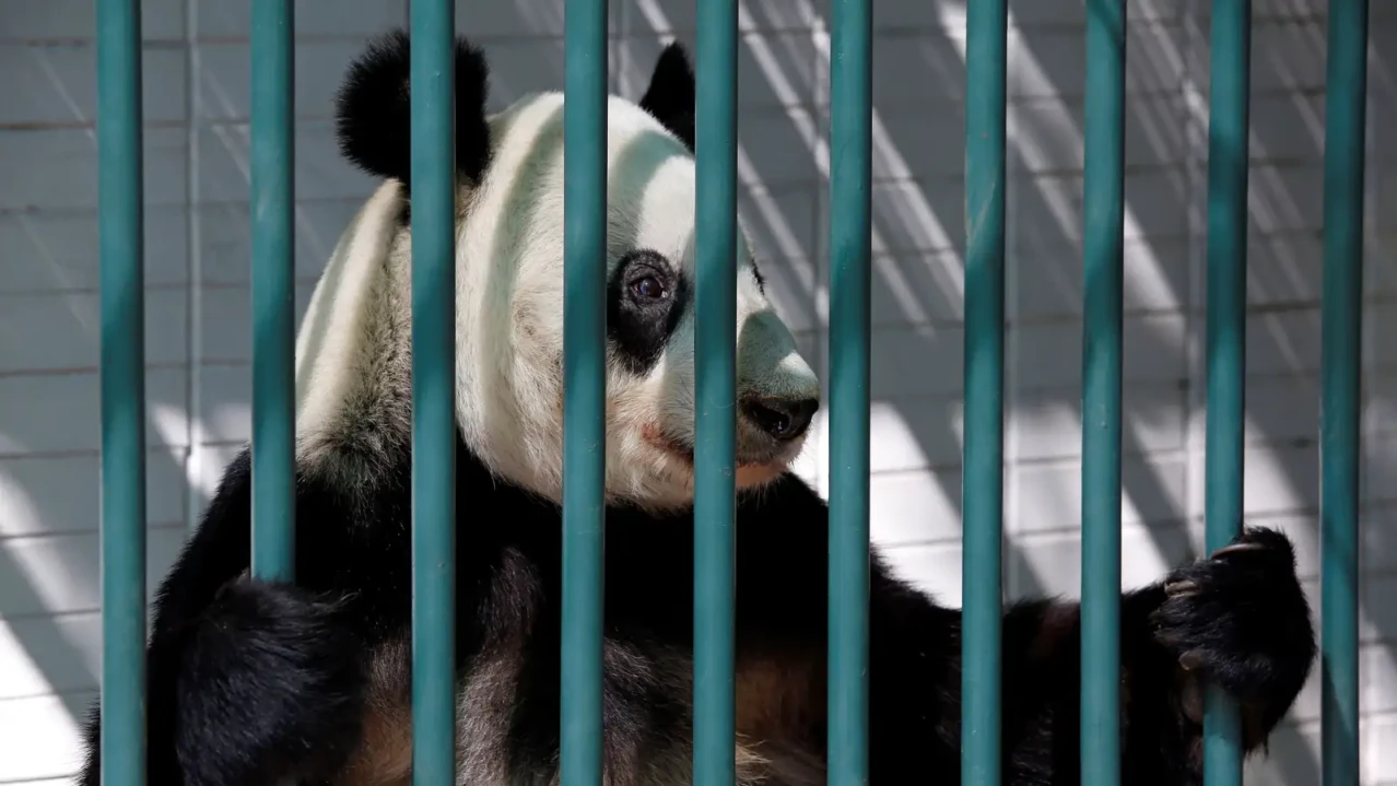 The great zoo debate