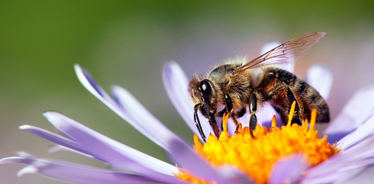 The importance of bees