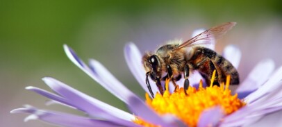 The importance of bees
