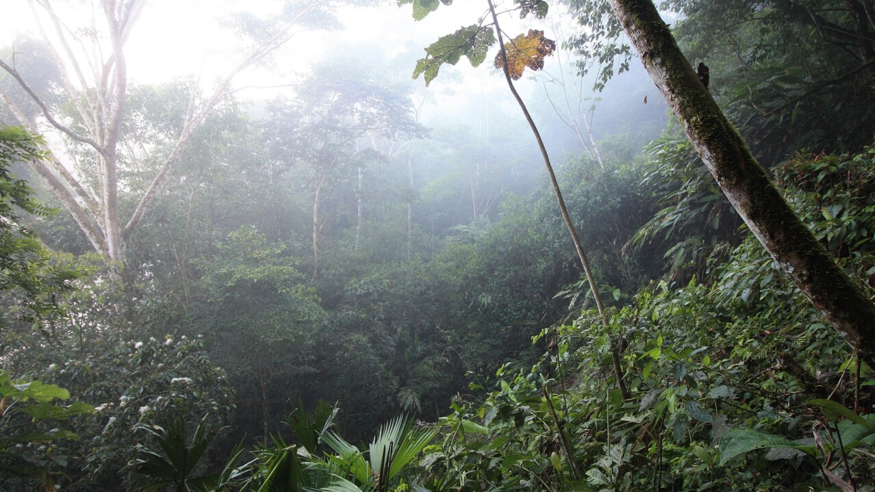Brazilian Rainforest