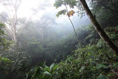 Brazilian Rainforest