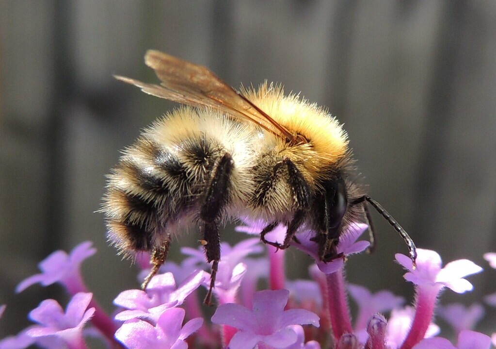 Bee pollinating