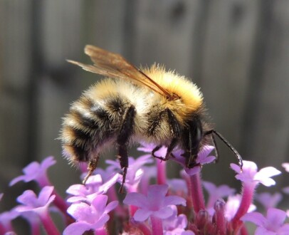 Bee pollinating