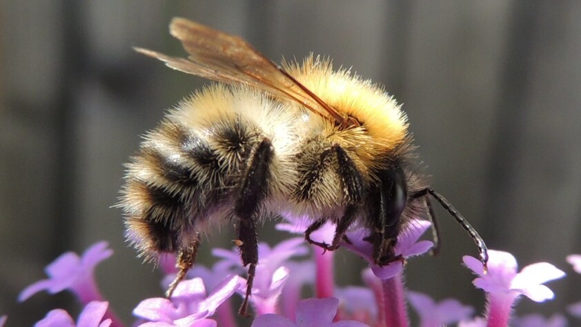 Bee pollinating