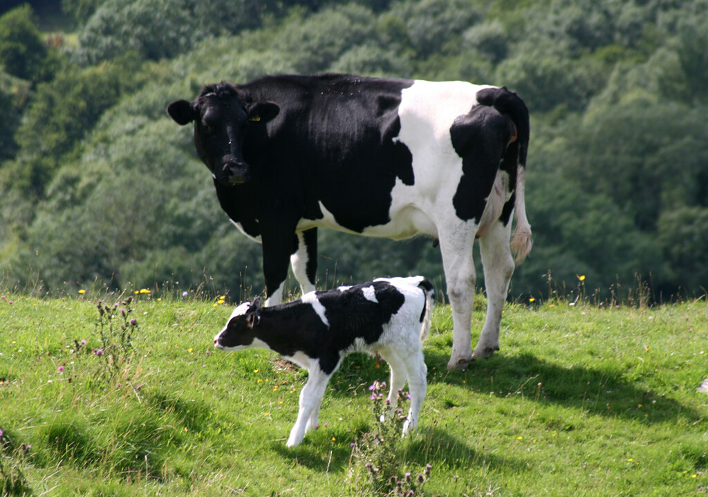 Cows and ethical dairy farming
