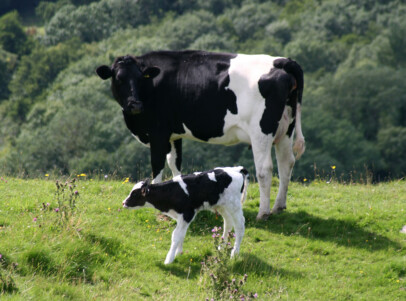 Cows and ethical dairy farming