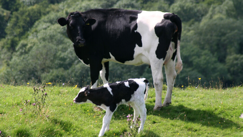 Cows and ethical dairy farming