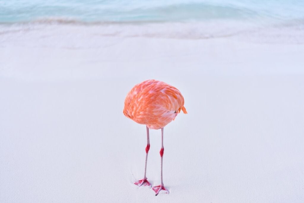 Real Flamingo photo won AI image of the year