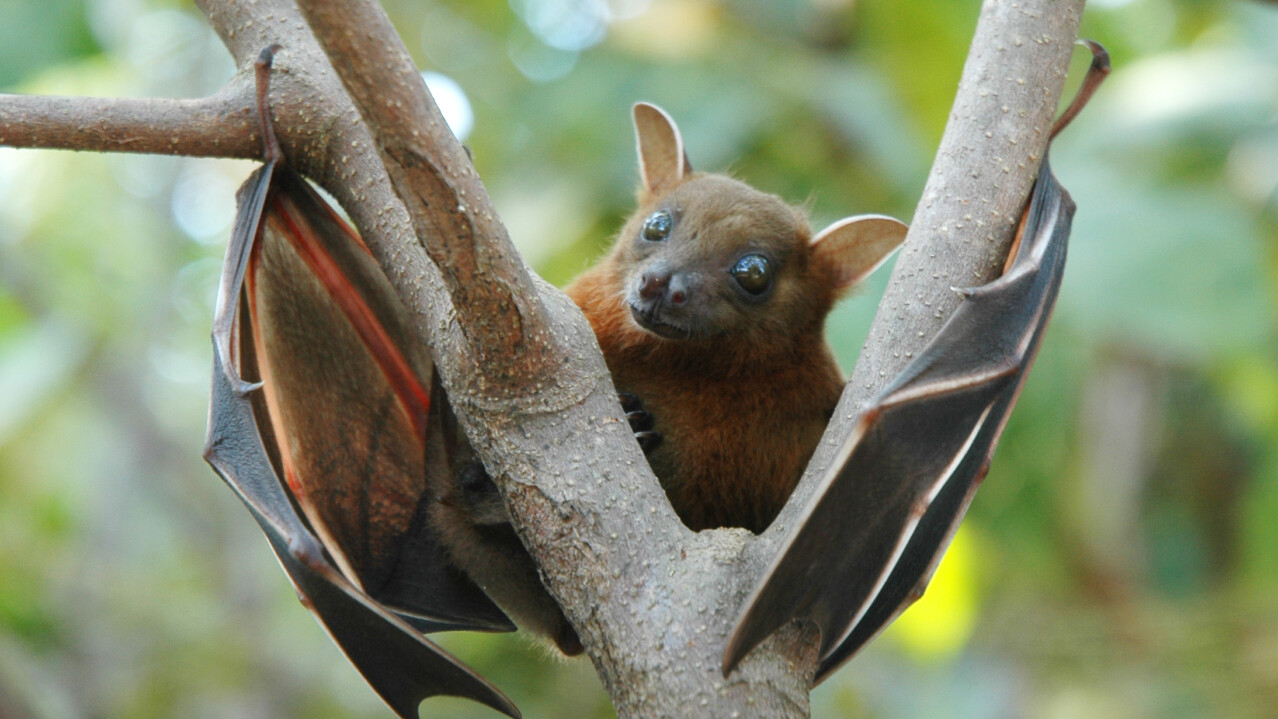 Greater short-nosed fruit bat (Cynopterus sphinx)