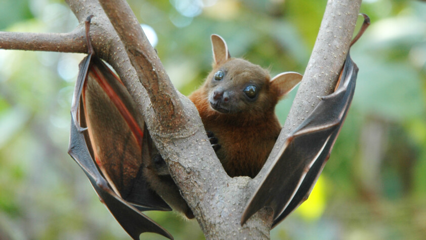 Greater short-nosed fruit bat (Cynopterus sphinx)