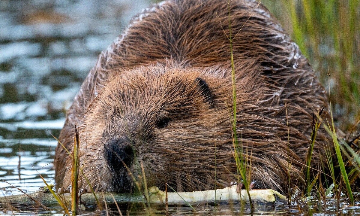 North American Beaver