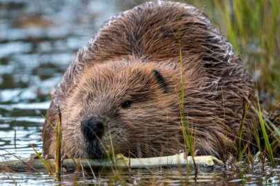 North American Beaver
