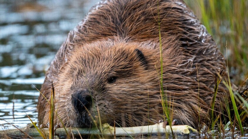 North American Beaver