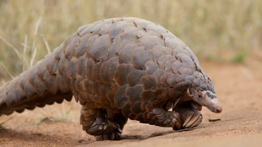 Pangolian, endangered species