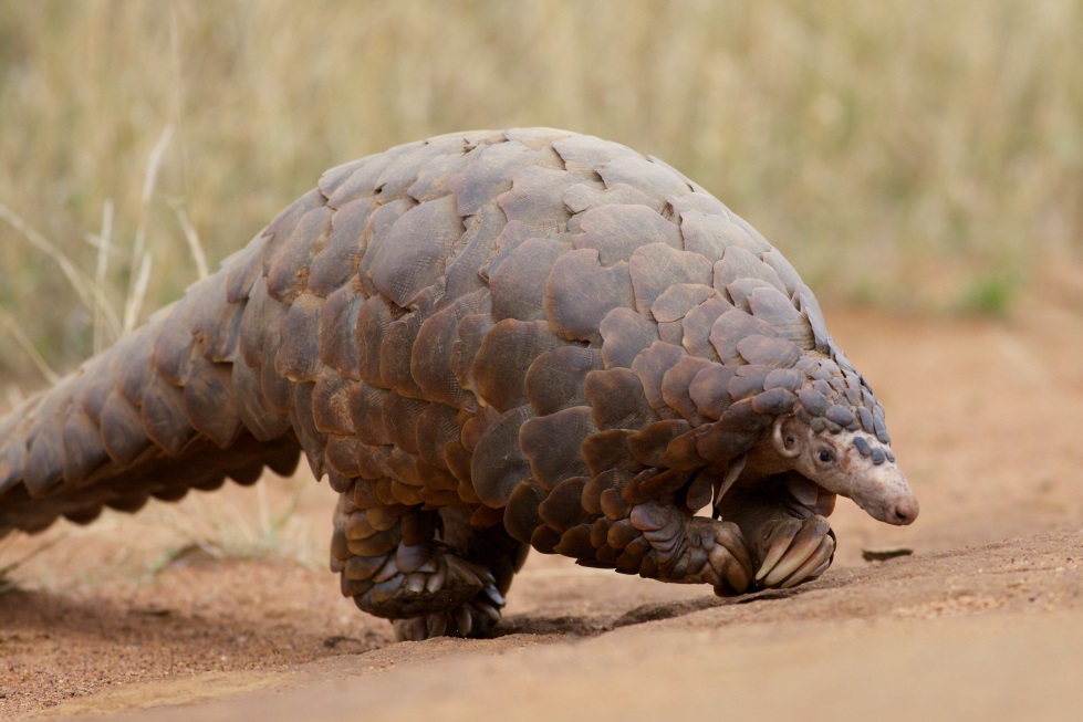 Pangolian, endangered species