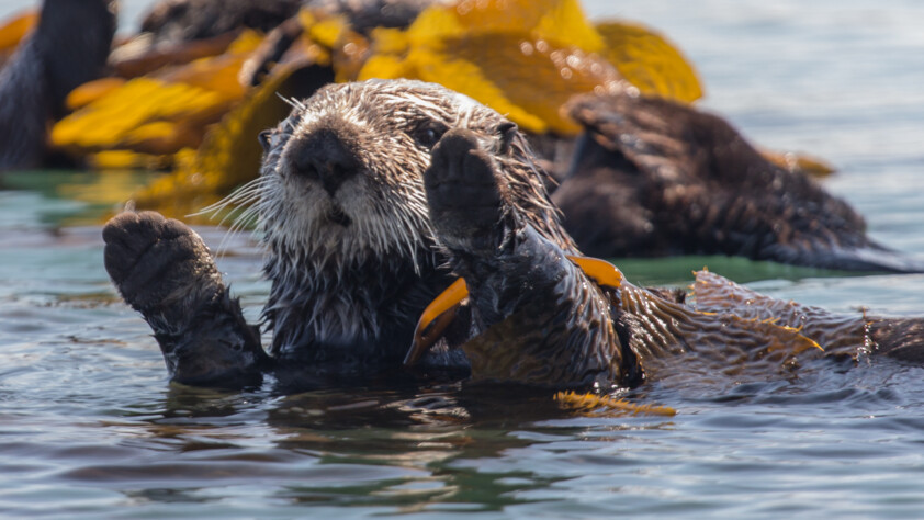 Sea Otters (Enhydra lutris)