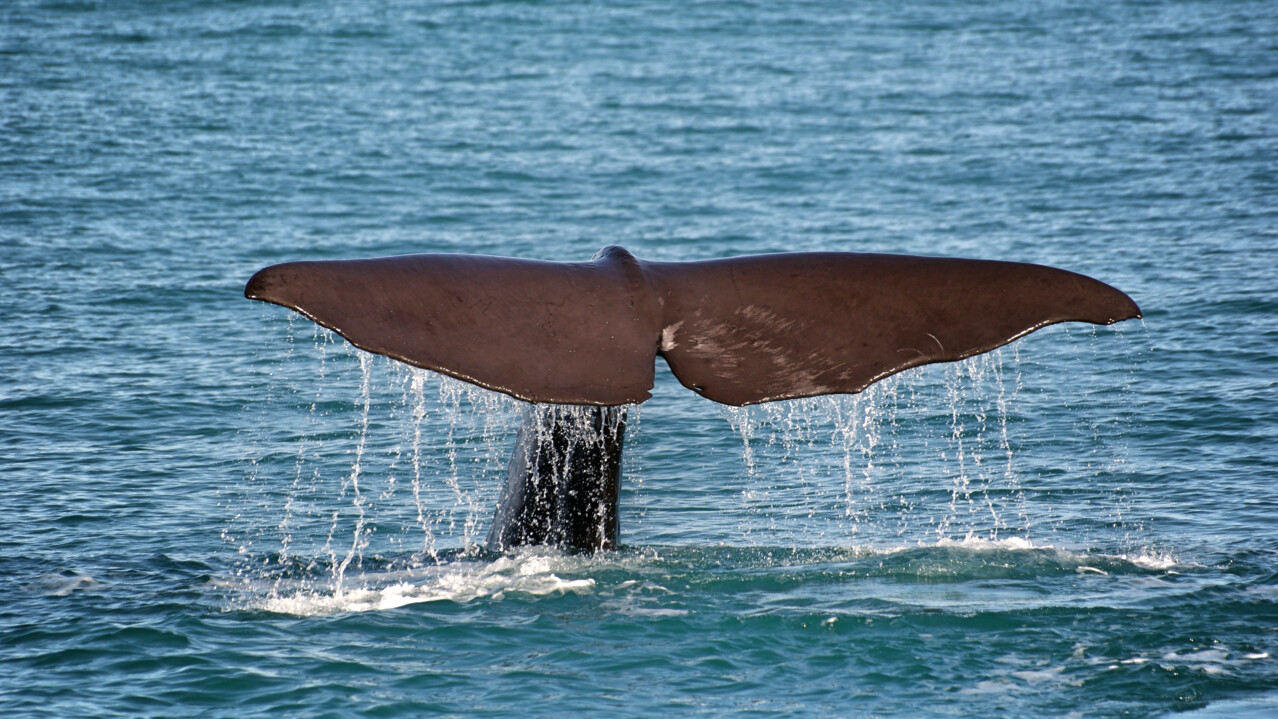 Sperm Whale