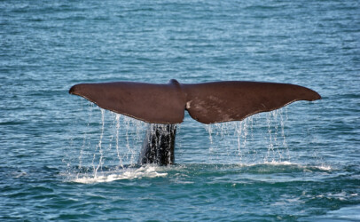 Sperm Whale