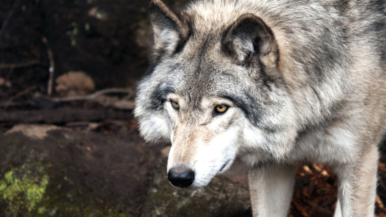 Wolf (Canis Lupus)