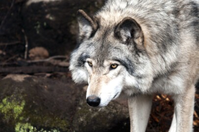 Wolf (Canis Lupus)