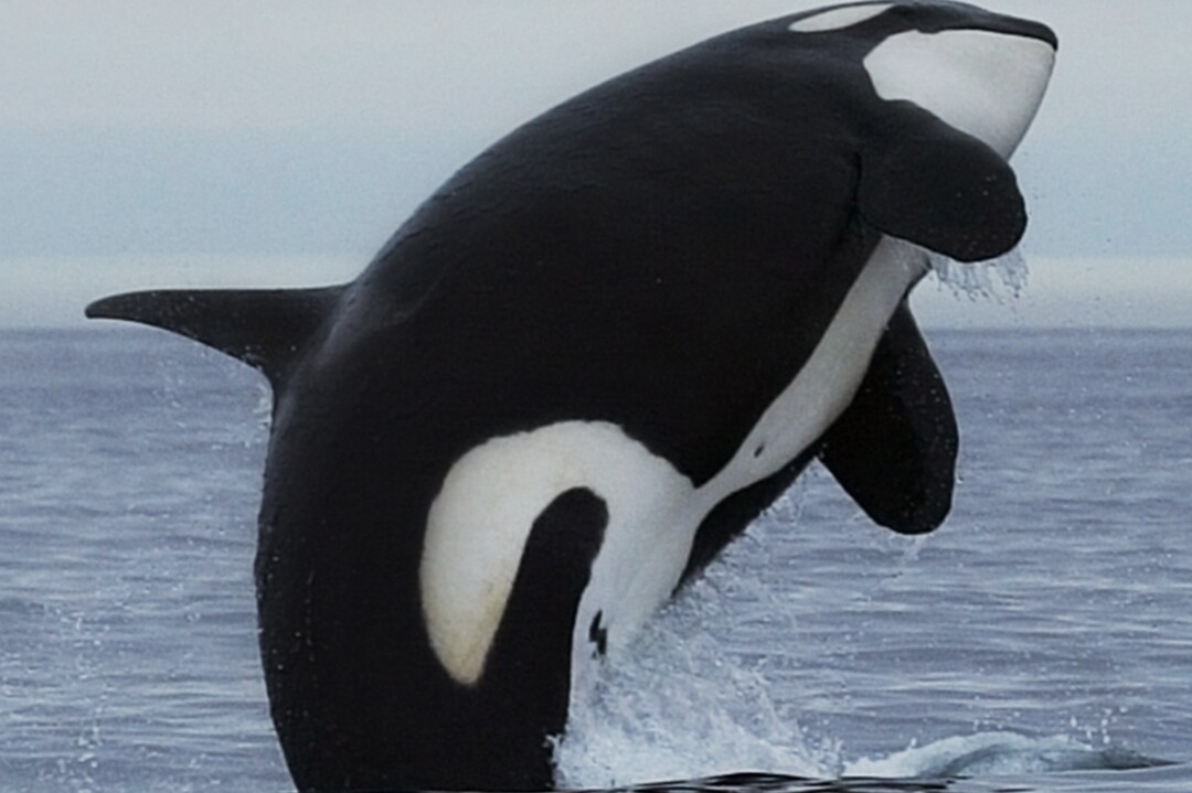 A breaching killer whale