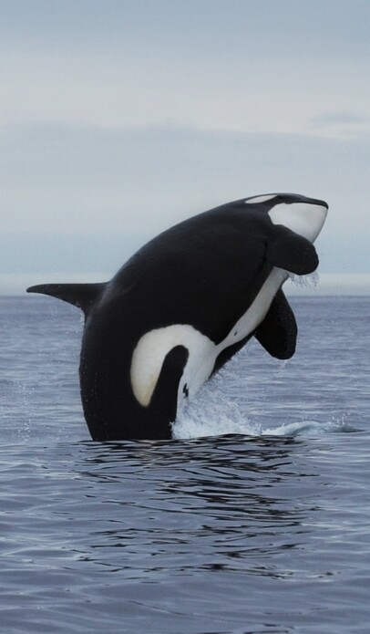 A breaching killer whale