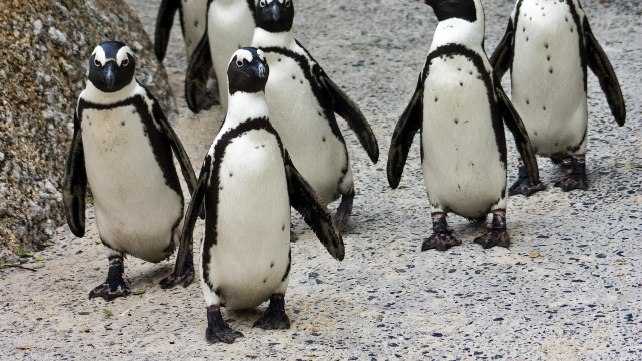 African Penguins