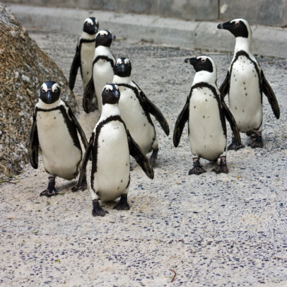 African Penguins