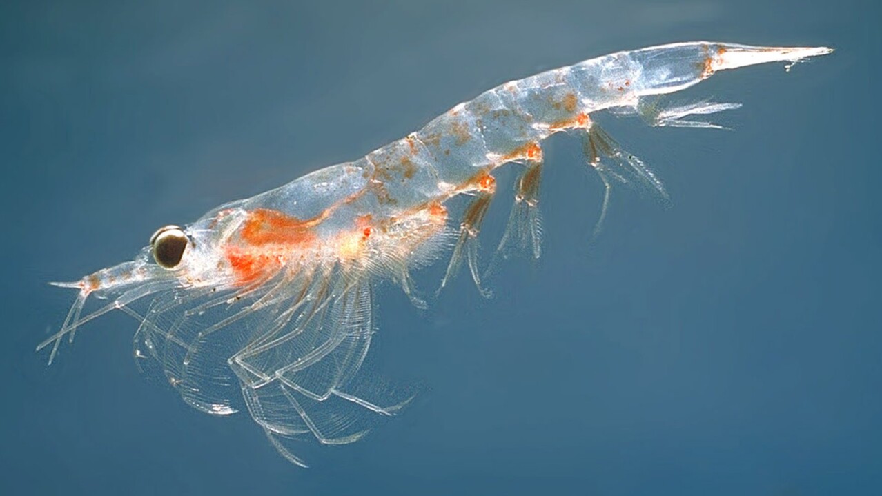 Krill and thir importance to the ecosystem (Meganyctiphanes norvegica)