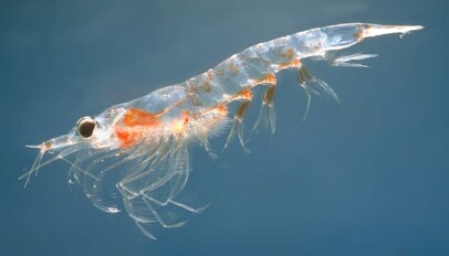 Krill and thir importance to the ecosystem (Meganyctiphanes norvegica)